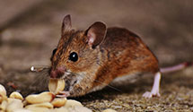 24 Hour & Emergency Exterminators in Rock Hill, SC